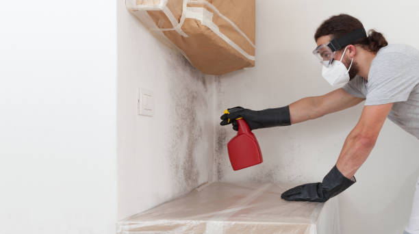 Professional Mold Cleanup technician working in Easton, PA