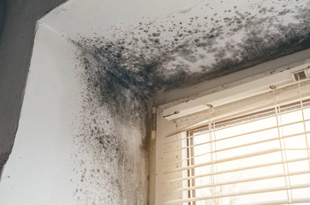 Affordable Mold Cleanup solutions in Easton, PA