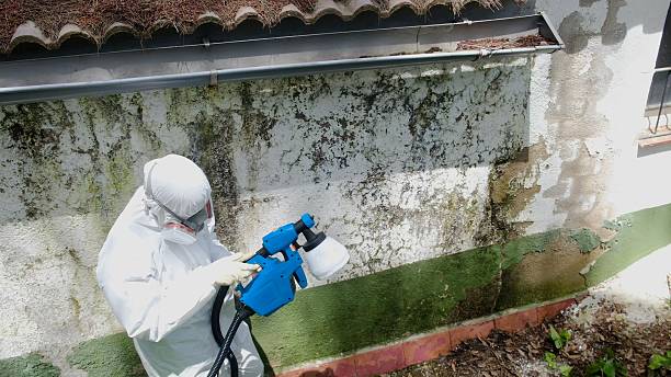 Top rated local Mold Cleanup specialists in Easton, PA